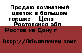 Продаю комнатный цветок в большом горшке. › Цена ­ 600 - Ростовская обл., Ростов-на-Дону г.  »    